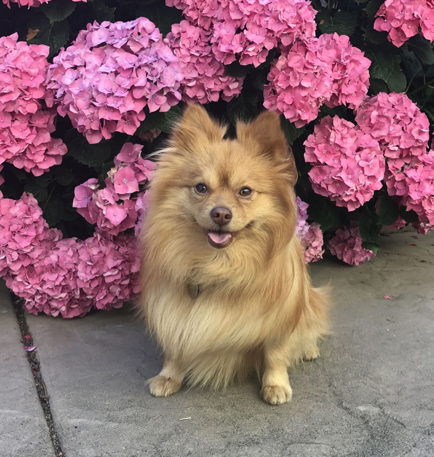 Ralphie